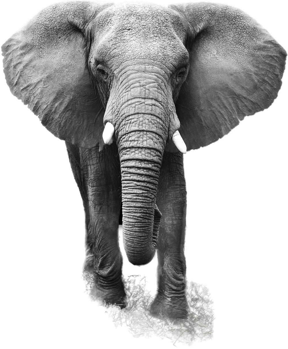 Wise elephant